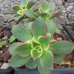 Aeonium