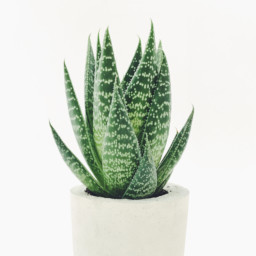 Aloe