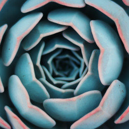Echeveria