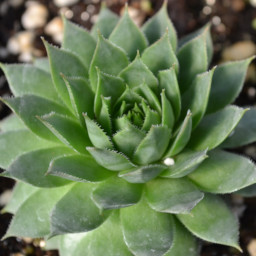 Sedum