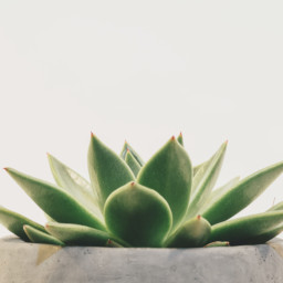 Sempervivum